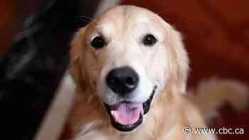 Judge orders shared custody of pet dog under new B.C. law