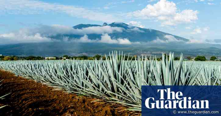 Tequilas and mezcals you will want to savour, not slam | Fiona Beckett on drink