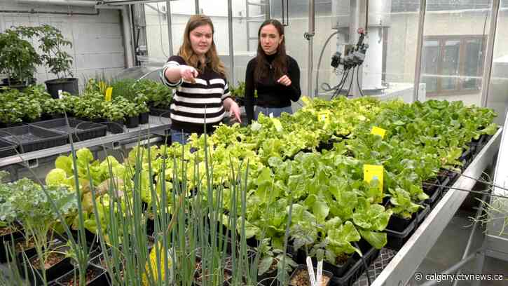 Students helping food insecure students through the U of C's Science Community Garden