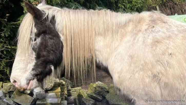 Dierenpolitie neemt verwaarloosd en 'veel te mager' paard in beslag