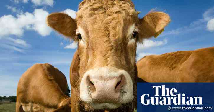 UN livestock emissions report seriously distorted our work, say experts