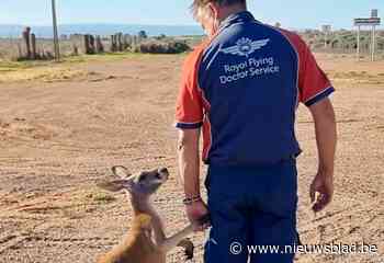 Hartverwarmend moment tussen piloot en kangoeroe gaat viraal: “Ze had gewoon wat gezelschap nodig”