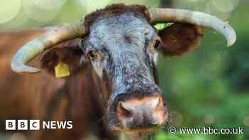 Cattle forest grazing project marks 20th anniversary