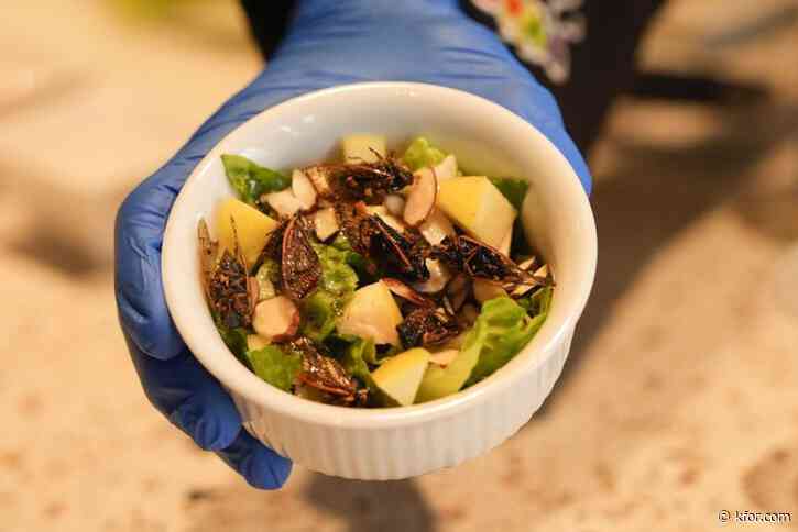 Would you like a cicada salad? Buzzy bug dishes will arrive soon