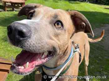 Lurcher seeking new home after 2 years in Warrington RSPCA shelter