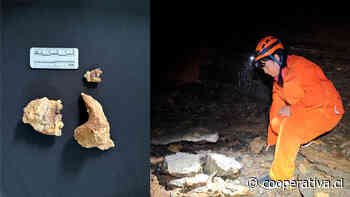 Descubren yacimiento de fósiles de panda en cueva al suroeste de China