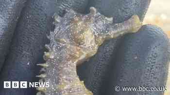 Spiny seahorse found in estuary
