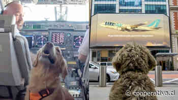 Lanzan aerolínea de lujo exclusiva para perros y sus dueños
