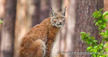 National Trust say parts of Northumberland could support lynx population