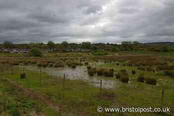 Bid to protect South Bristol wetland that’s a haven for wildlife and migratory birds