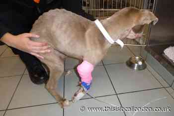 Lewisham man banned from owning pets after puppy ‘emaciated’