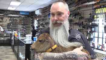 Maine gun store owner adopts calf that was rejected by its mother and left alone in the woods