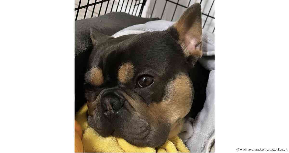 French Bulldog Frankie stolen during burglary in Patchway