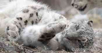 ‘Love at first sight’: Snow leopard at Toronto Zoo pregnant for 1st time