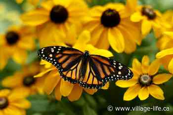Tips for a successful growing season that benefits your garden and wildlife