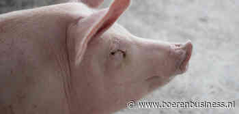 Bij ruim varkensaanbod horen kanttekeningen