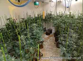1,600 cannabis plants found in Collier Row worth £1m