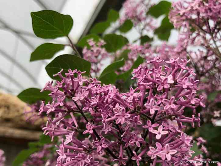 Brian Minter: Tolerant and unfussy, lilacs play important role in gardens