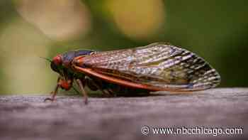 Are cicadas and locusts the same? What to know ahead of the massive Illinois cicada emergence