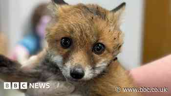 Firefighters rescue fox cub with jar on its head