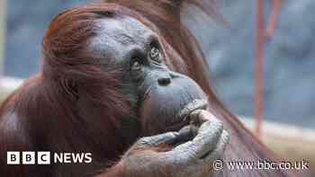 Zoo's orangutans 'intrigued' by roof repairs