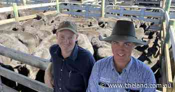 Strong demand for quality calves at Glen Innes final weaner sale for the year