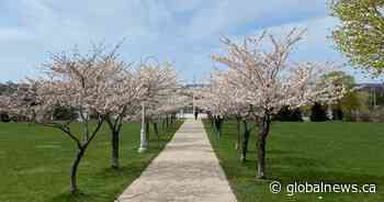 Cherry blossom trees close to blooming across Hamilton, Burlington and Niagara Region