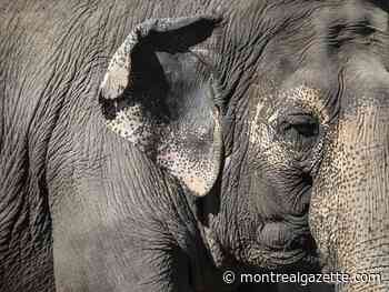Senators reject field trip to zoo amid elephant bill study