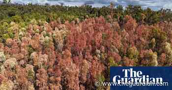 Drone video shows Western Australia’s forests dying in heat and drought – video
