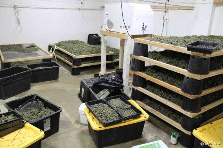 Five arrested in illegal marijuana growing operation bust