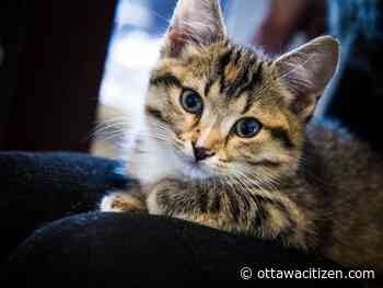 Ottawa Humane Society cuts adoption fee for senior cats