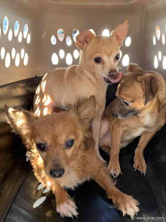 98 Chihuahuas rescued from 'horrible conditions' at Socorro home
