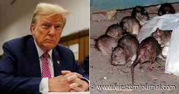 While NYC Dumps Resources Into 'Getting' Trump, Rat-Borne Disease Explodes Amid Squalid City Conditions
