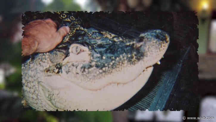 Documents shed more light on DEC's seizure of Albert the alligator in Hamburg