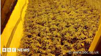 'Slaves' released during raid on cannabis factory