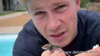Robert to the rescue! I'm A Celebrity co-host Irwin saves a tiny mouse from drowning in a hotel swimming pool in South Africa