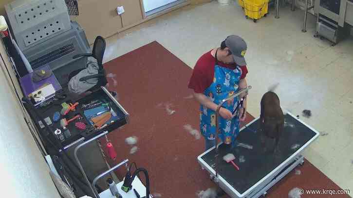 Video shows Santa Fe groomer punching, pulling dogs
