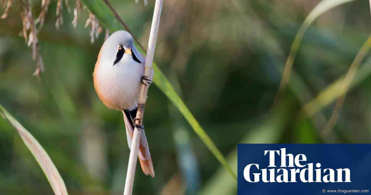 Country diary: Holding our breath as we watch the bearded tits | Jamey Douglas