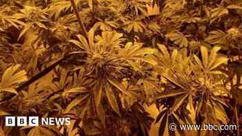 Two arrests after cannabis farm discovery