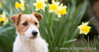 Canine trainer explains spring plants and flowers that are toxic for dogs