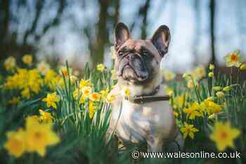 Toxic spring plants and flowers for dogs explained by canine trainer