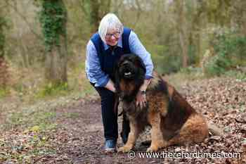 Alabama rot: Herefordshire dog believed to have survived