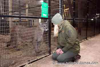 Herefordshire exotic rescue centre looks after wIld animals
