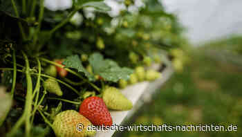 Erdbeer-Saison in Deutschland beginnt - hartes Geschäft mit süßen Früchten