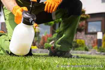 £2.75 health product can help keep your lawn green and fresh