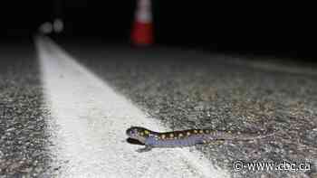 The stage is set for an amphibian stampede on Campobello Island