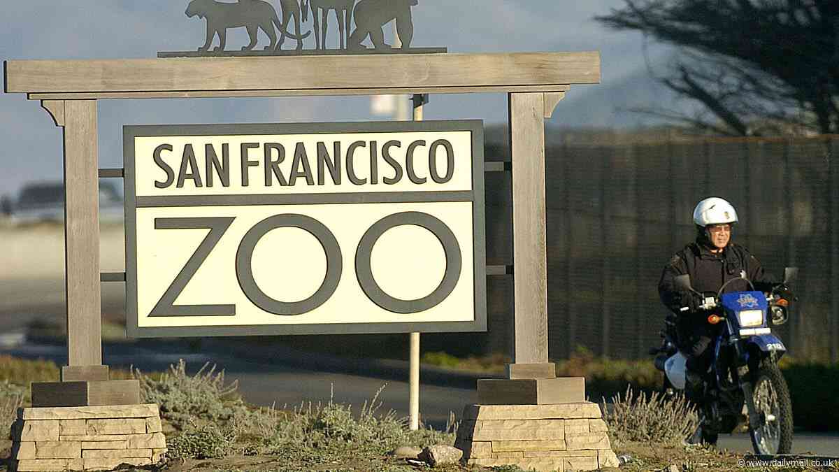 Is this America's most dangerous zoo? Shocking video shows zookeeper being chased by a grizzly bear at same wildlife center where visitor was killed by escaped tiger