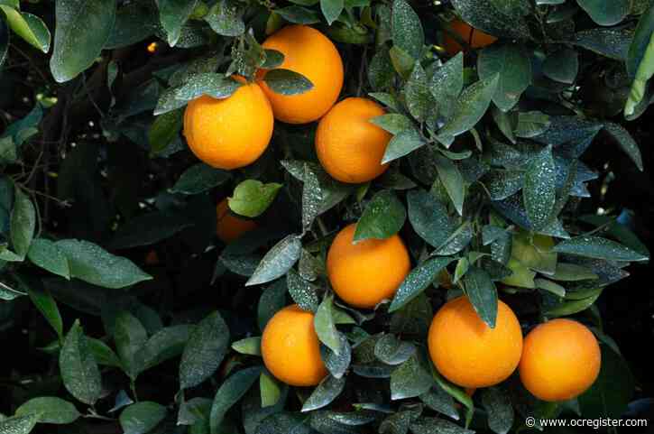 Master Gardener: What’s happening to our naval orange tree?