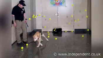 TSA airport screening dog showered with tennis balls at retirement party