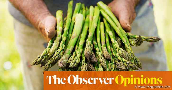 I eagerly await the English asparagus season, from tender start to woody finish | Rachel Cooke